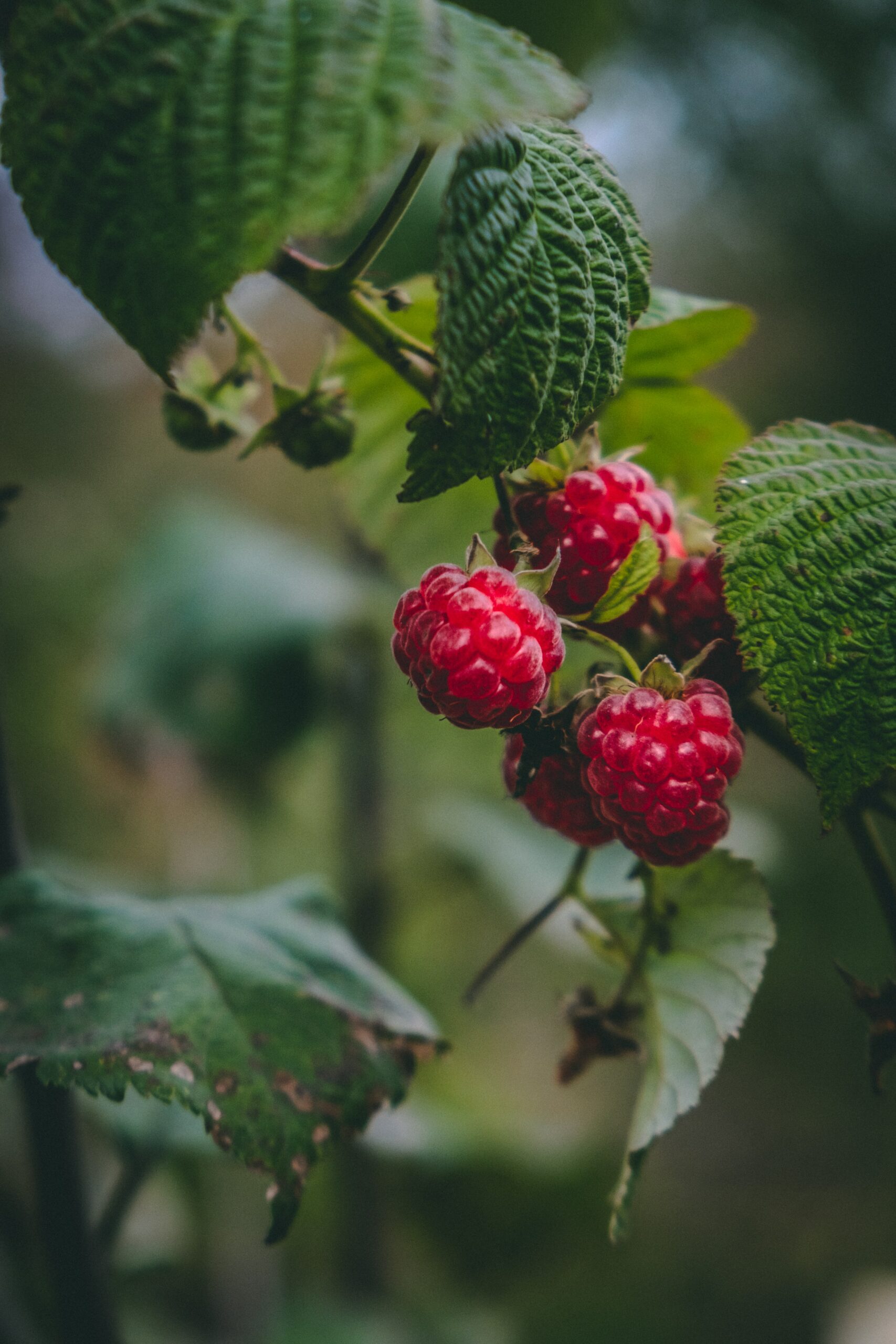 Brian Lederer raspberries